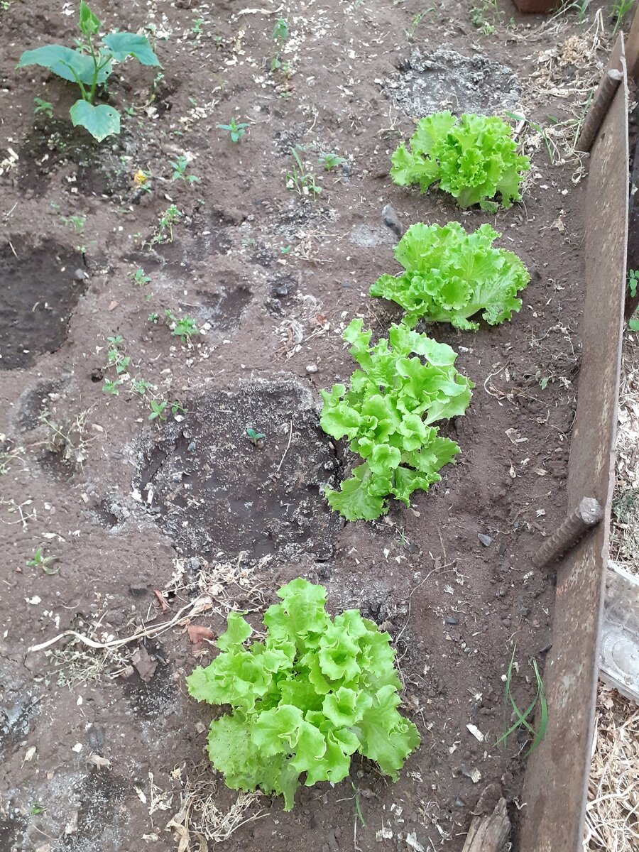 К сожалению, нет фото совсем маленьких . Это уже они освоились 