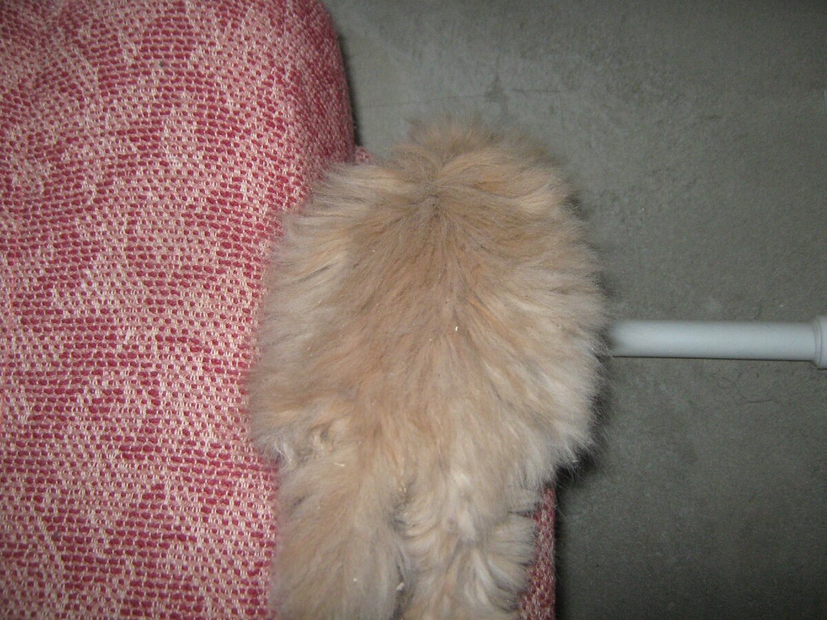 Пушистый котёнок