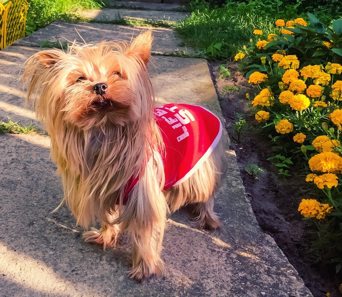 Бережём собак от кражи и пропажи... | Шпицы-Сорванцы 🐶 | Дзен