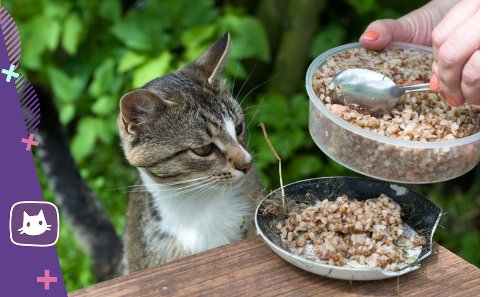 Какую кашу можно кошкам