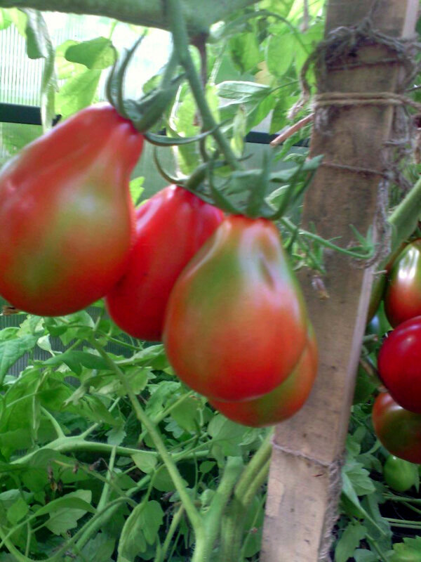 Красный трюфель