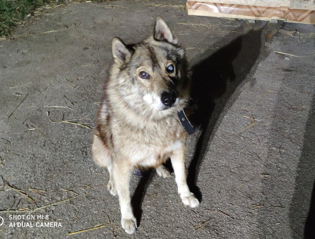 Старый пес, которого кормил весь дом, помешал кому-то жить. Позвонили в  отлов - и теперь спят спокойно | Джим ЧУСОВОЙ | Дзен