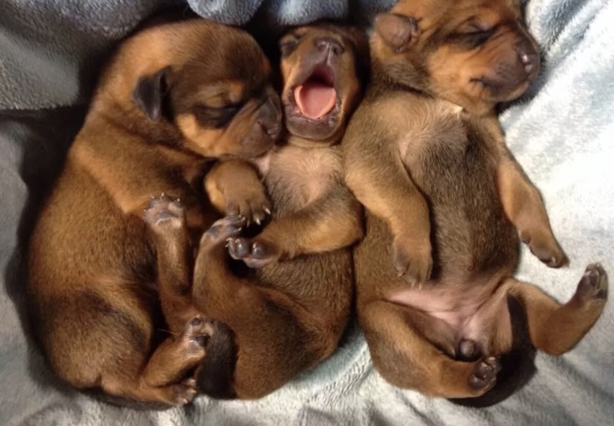 Смешные спящие щенки