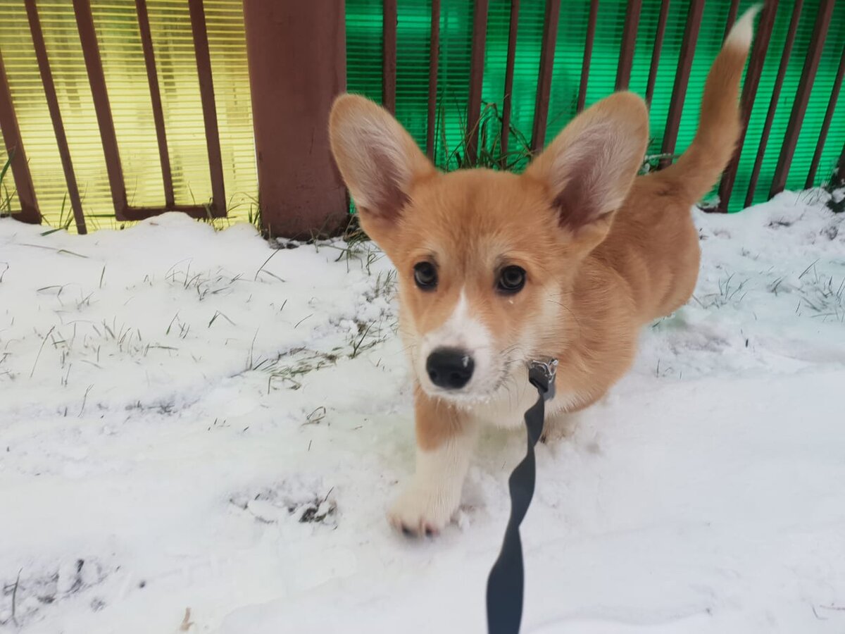 Мои первые прогулки по снегу.