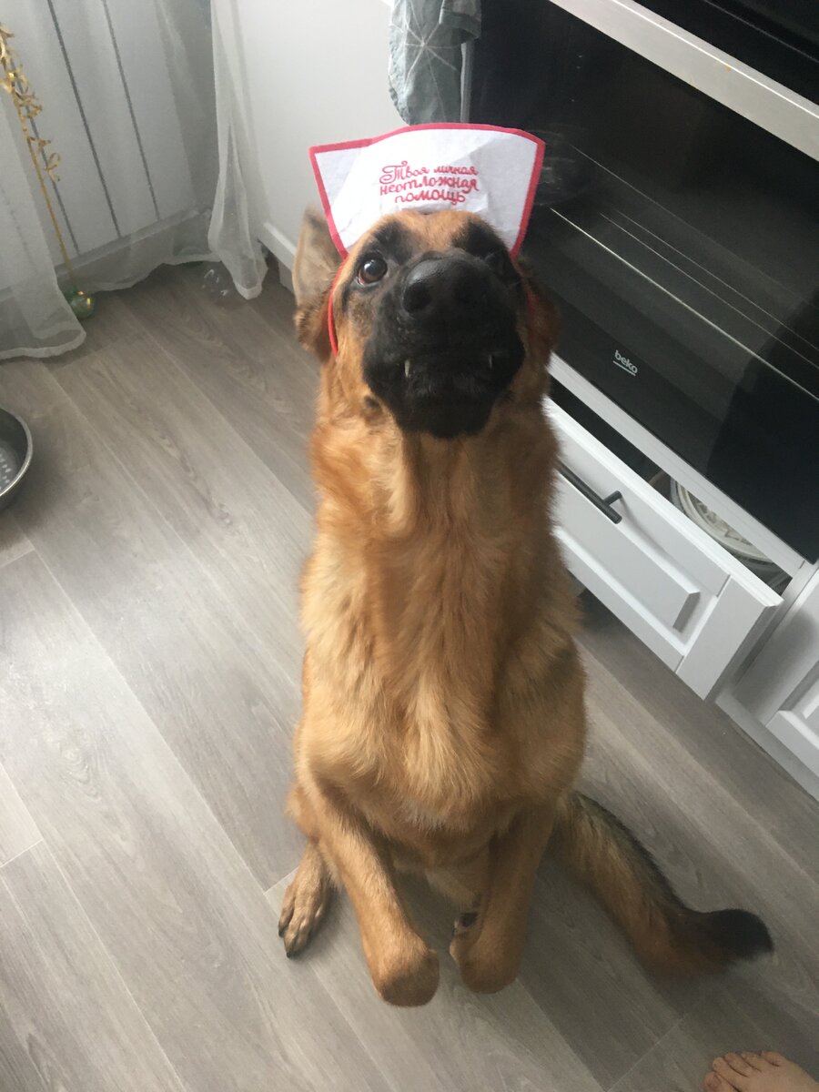 Любимая ученица - Зяма