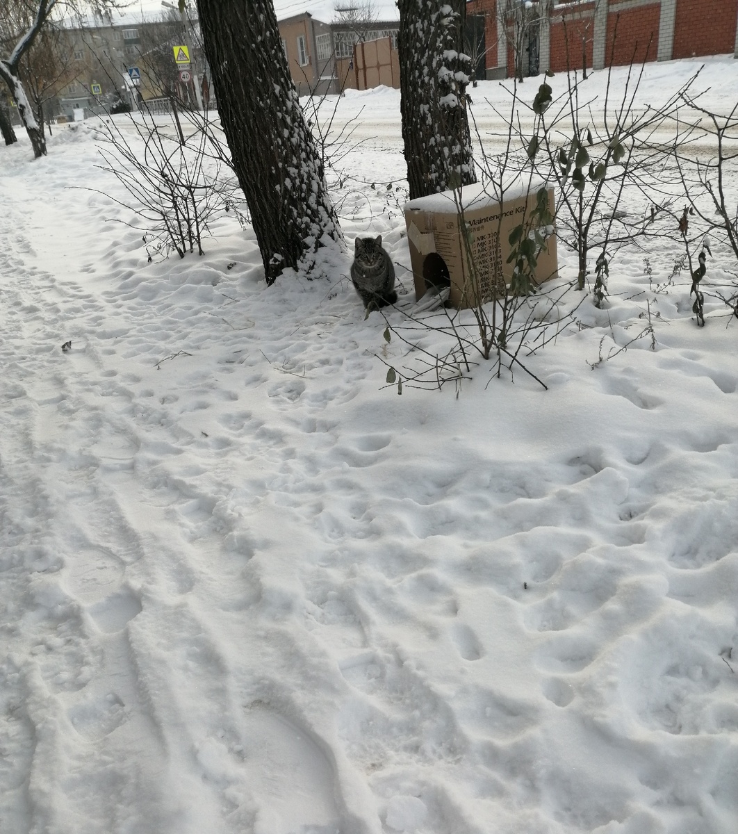 котика мы не трогали, просто посмотрели