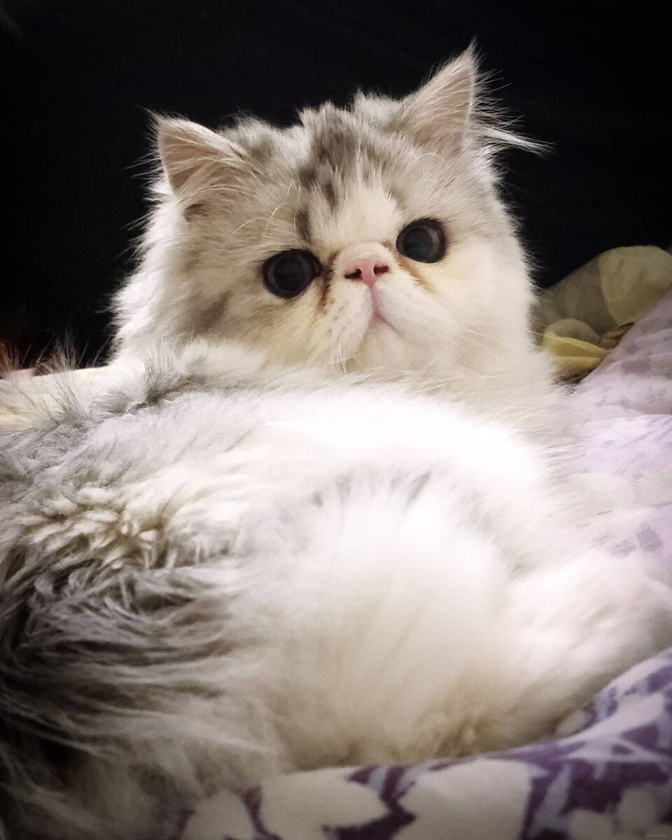 кошки породы перс