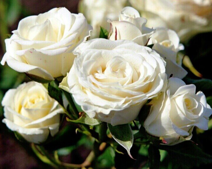 Любовь - это единственное, что делает Человека - сильнее, 
Женщину - красивее, Мужчину - добрее, 
Душу - легче, А жизнь - прекрасней.