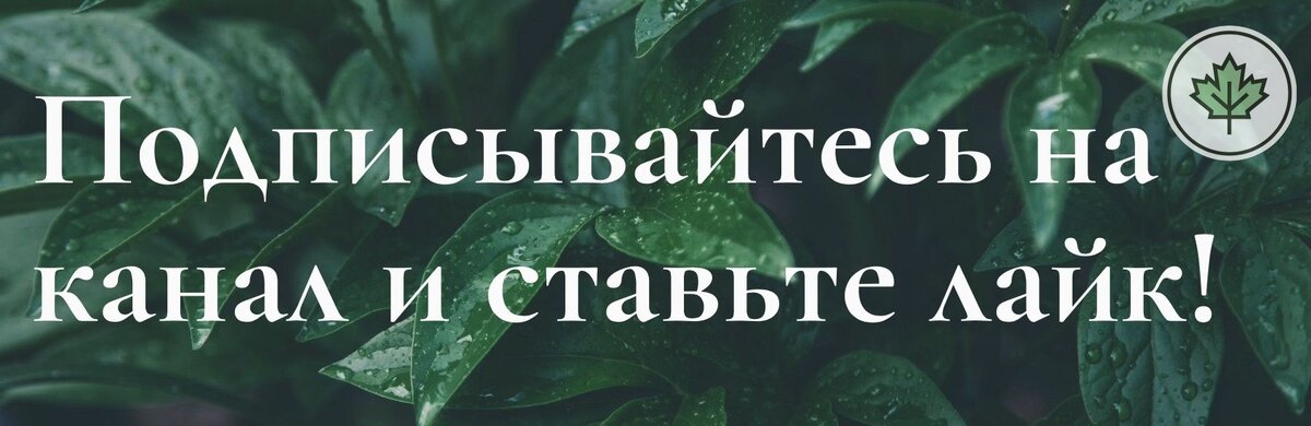 Для тех, кто хочет похудеть: Народные средства для похудения, траяная диета