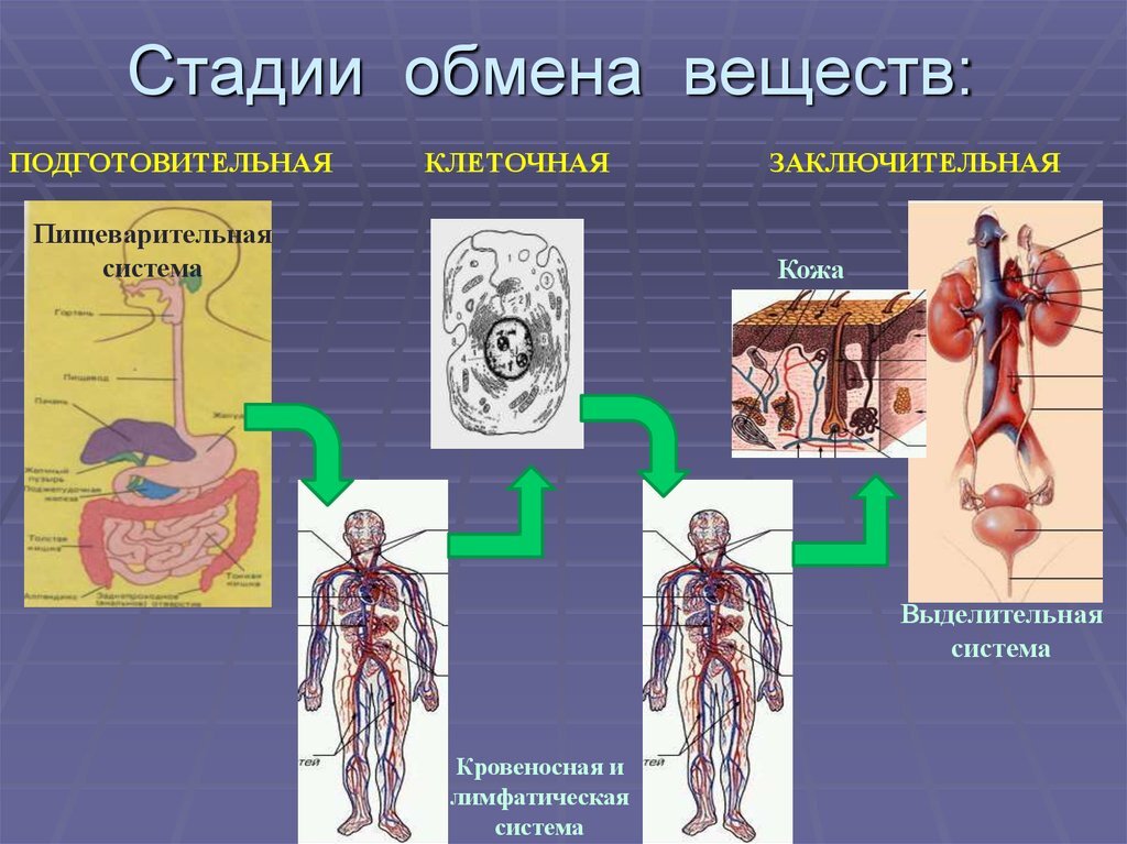 Подготовительный обмен веществ. Функции обмена веществ. Этапы обмена веществ. Стадияя обмена веществ. Этапы обмена веществ в организме человека.