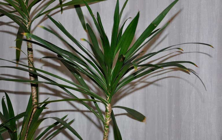 Альтернариоз драцена маргината. Драцена сохнут кончики. Пальма драцена осыпалась. Драцена маргината высохла. В какой горшок пересадить драцену.