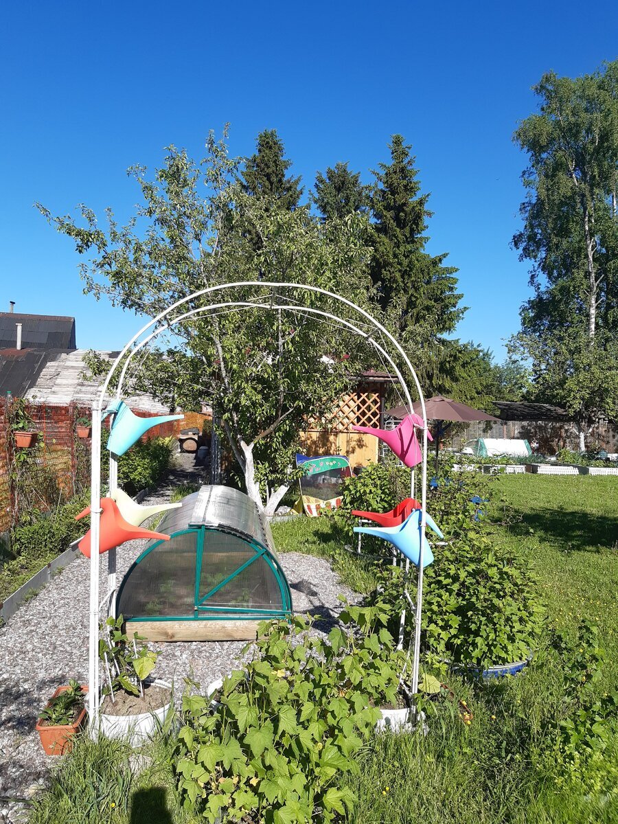 Начало сезона - фасоль только высажена в вазоны. Видны палочки-подпорки