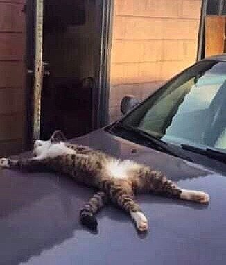 Фото из свободных источников