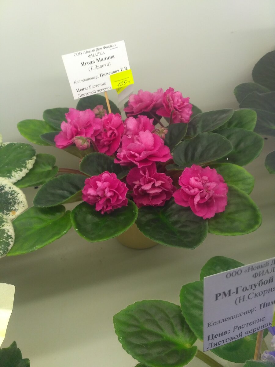 Обычно фиалки белых, голубых и синих оттенков. А это был реально вот такой цвет. Купила себе, жду. У меня фиалки растут очень медленно и туго, не умею с ними и не понимаю как. 