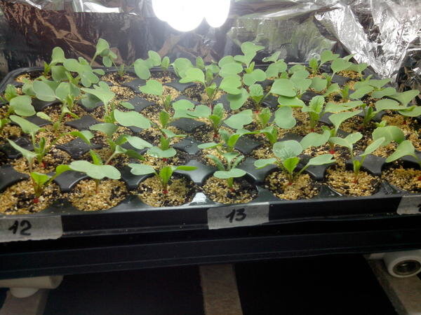 С досветкой дело движется быстрее)