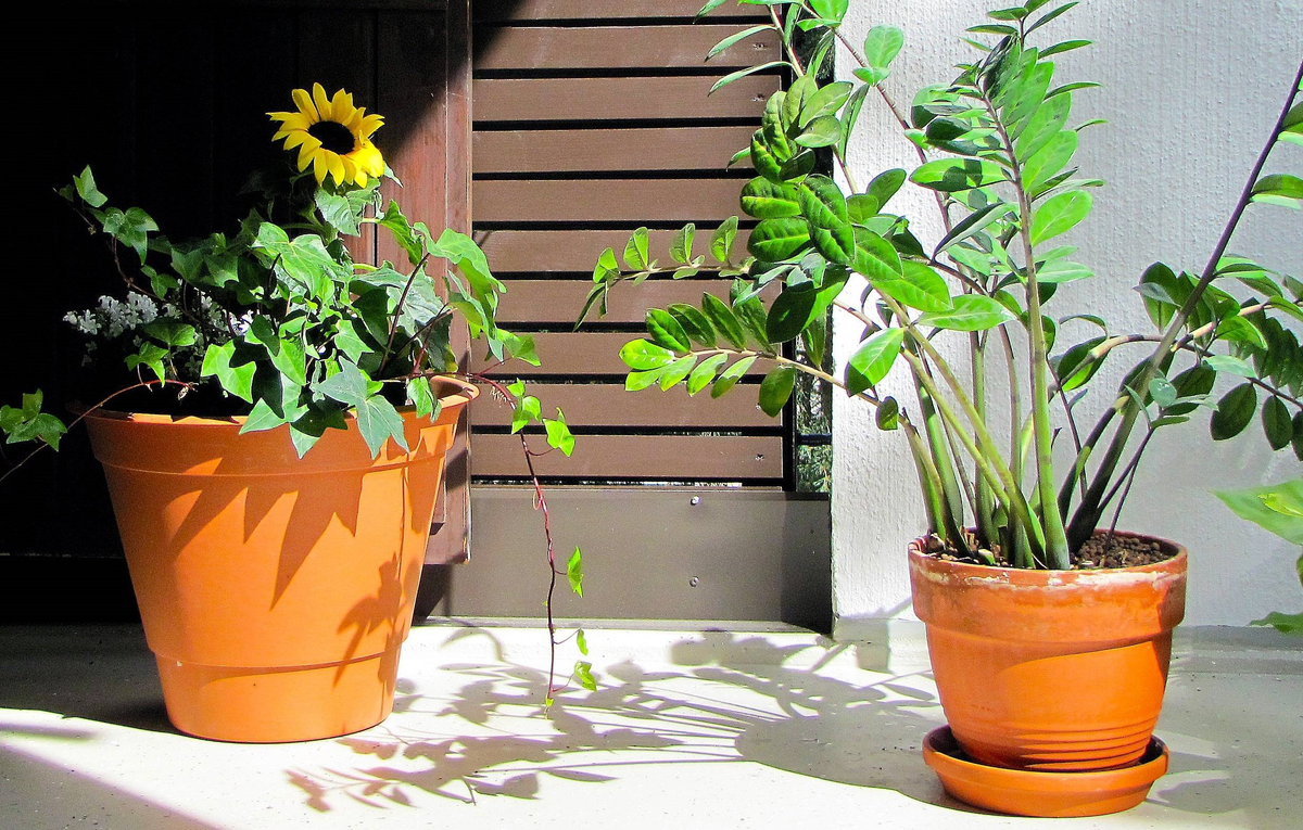 несчастные цветочки