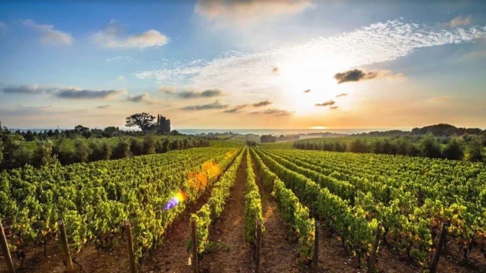 Солнечные виноградники территории Пьемонт для линейки вин Barolo. Tenute Neirano