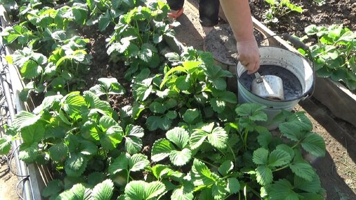 Подкормка клубники перед цветением золой и дрожжами