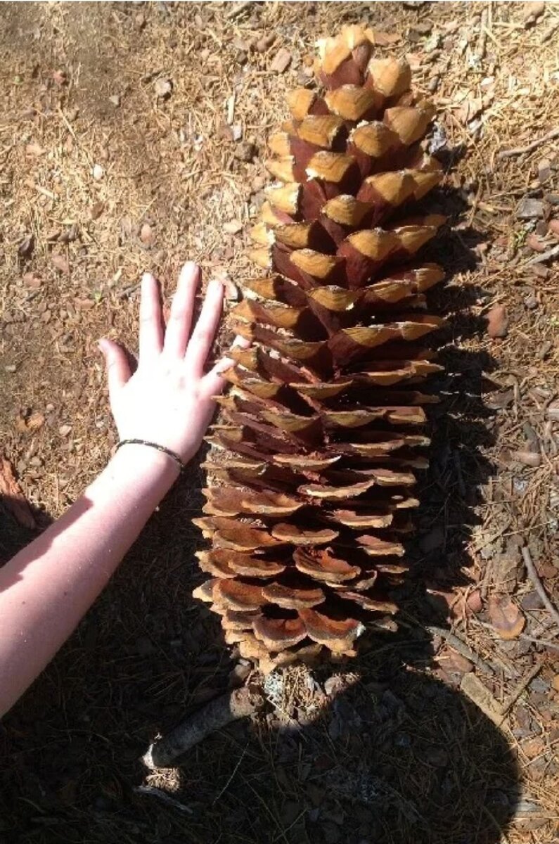 Если тебе покажется, что такая шишка является еще и самой тяжелой, то нет, первенство по тяжести заняла другая сосна - сосна Культера.