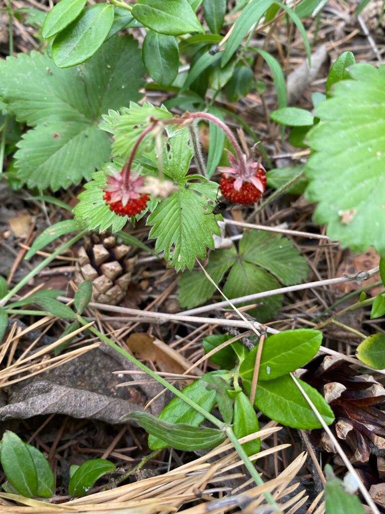 Ягодок вам, сладкие такие