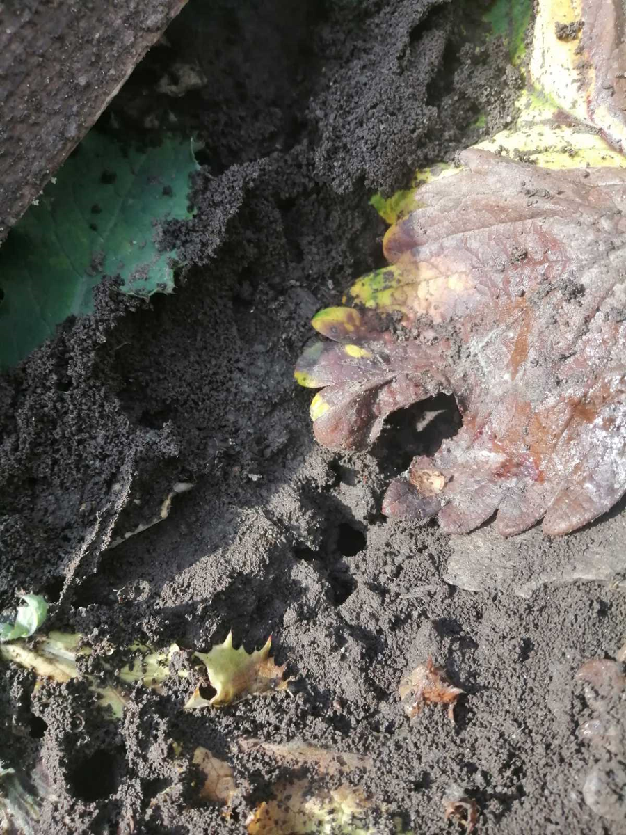 Жилище муравьев на грядке с викторией