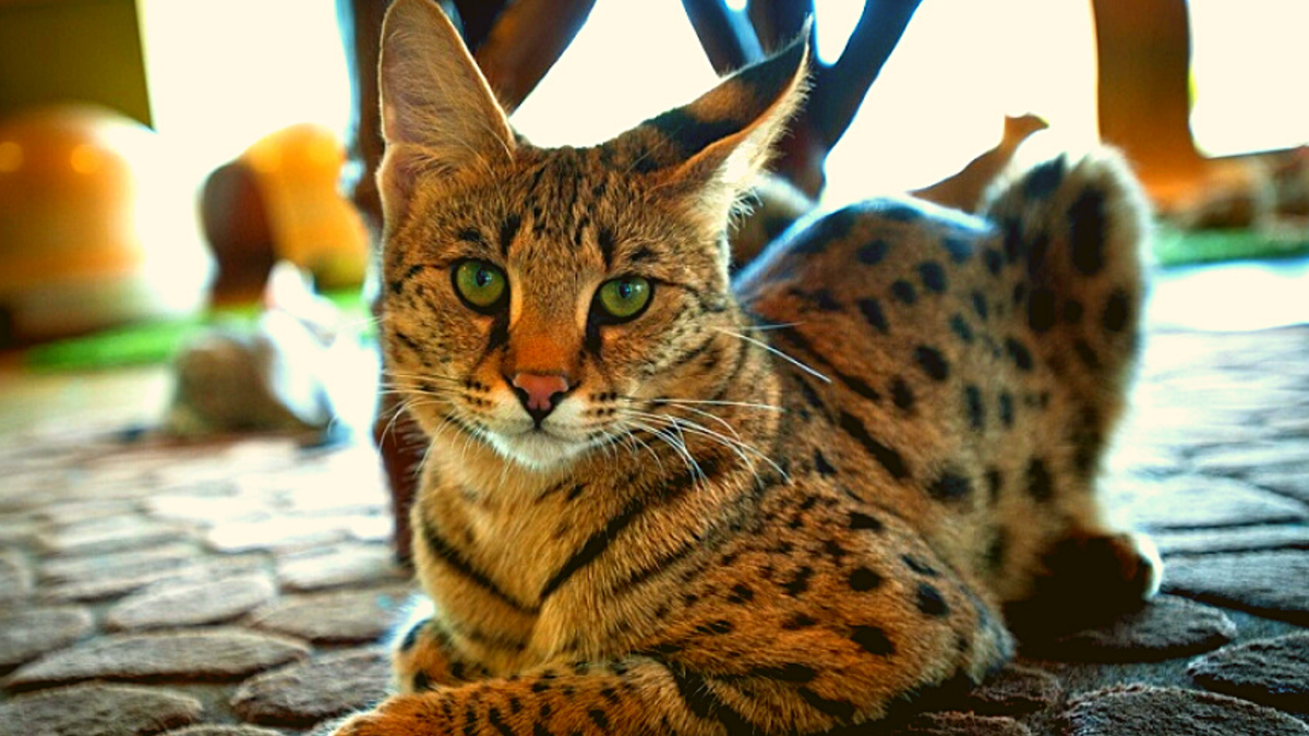 Самая дорогая кошка фото. Саванна кошка. Сервал Ашера. Сервал Ашера Саванна. Ашера (кошка).