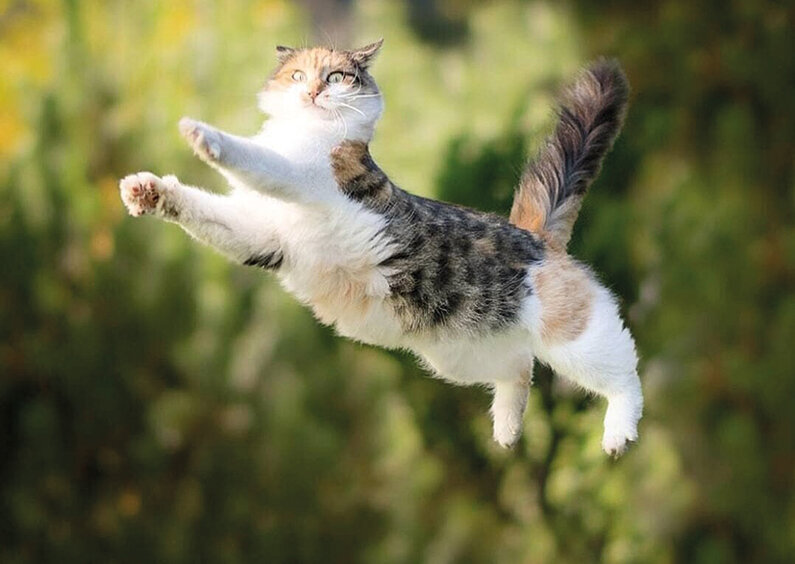Почему кошки всегда приземляются на лапы и чем они уникальны | Крымская  газета | Дзен