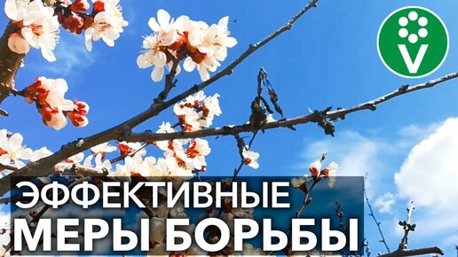 Весенняя Обработка Сада ОТ Монилиоза (плодовой гнили). Только так можно спасти урожай!