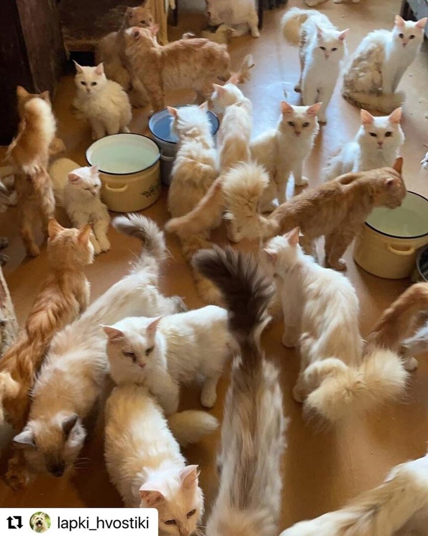 Кошки из приюта