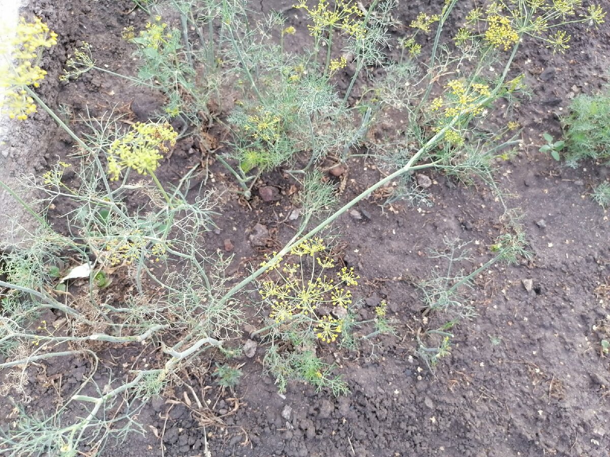 Почему не растет укроп на огороде