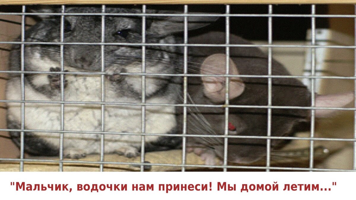 Животные воспринимают передержку как исправительное учреждение