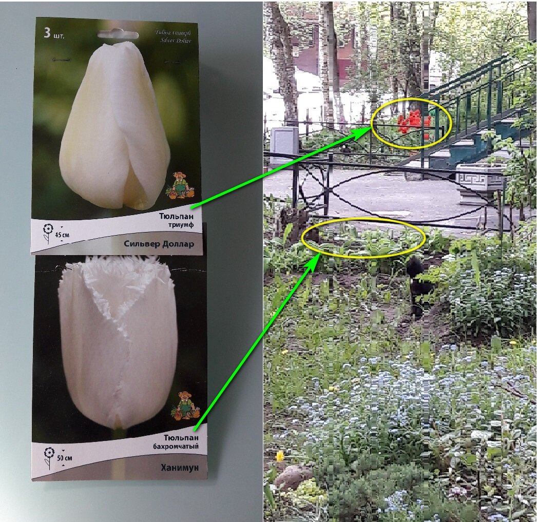 Справа фото цветения 2019 года.  К сожалению цветение 2021 года я не успела сфотографировать. Главное это расположение посадки.