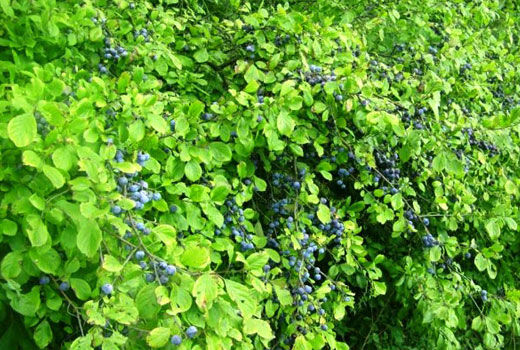 Живая изгородь из тёрна 