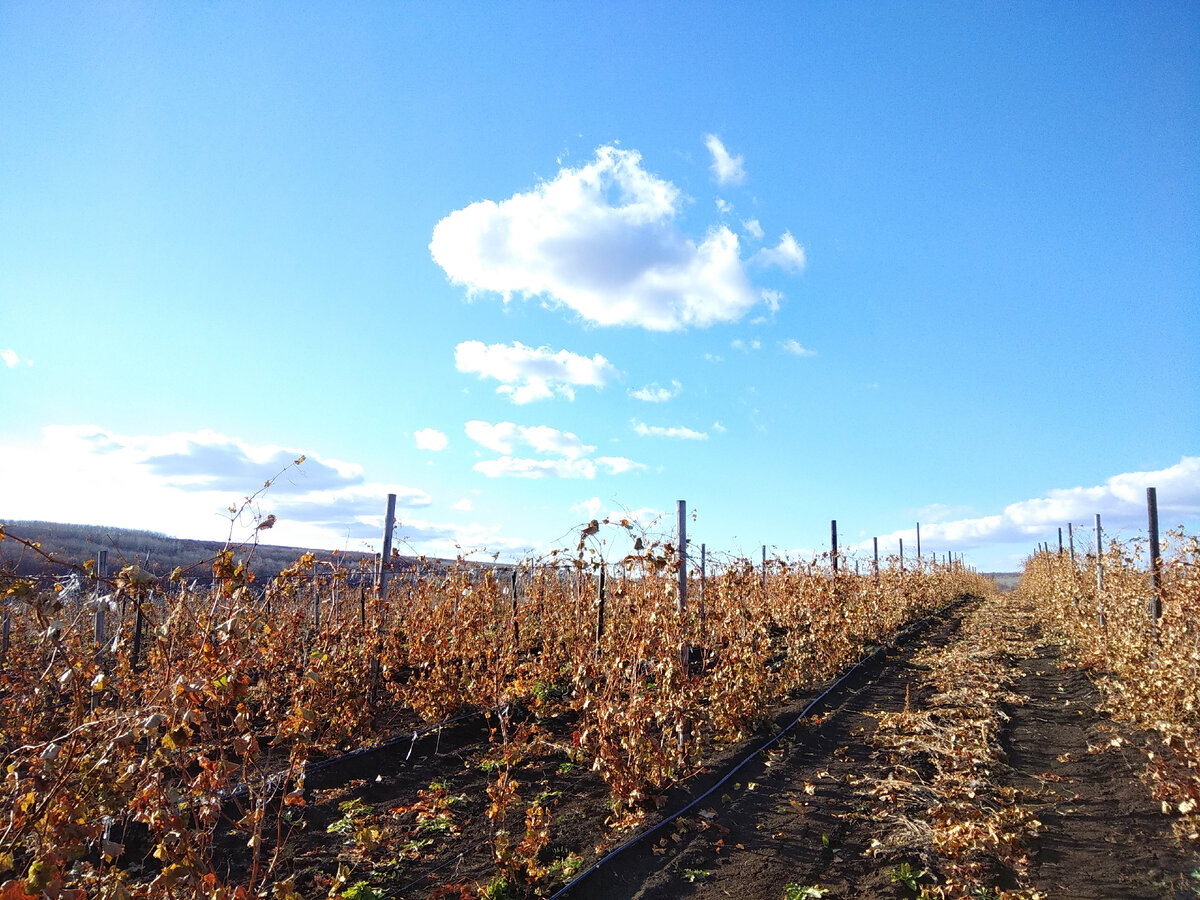 Виноград к обрезке готов