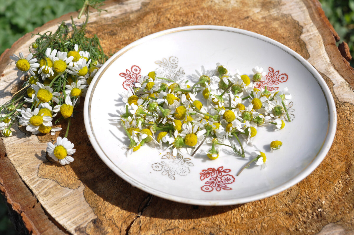 Цветы ромашки