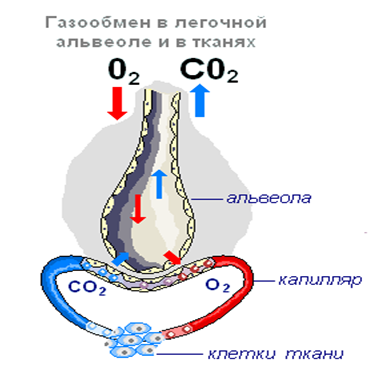 Г через стенки осуществляется газообмен