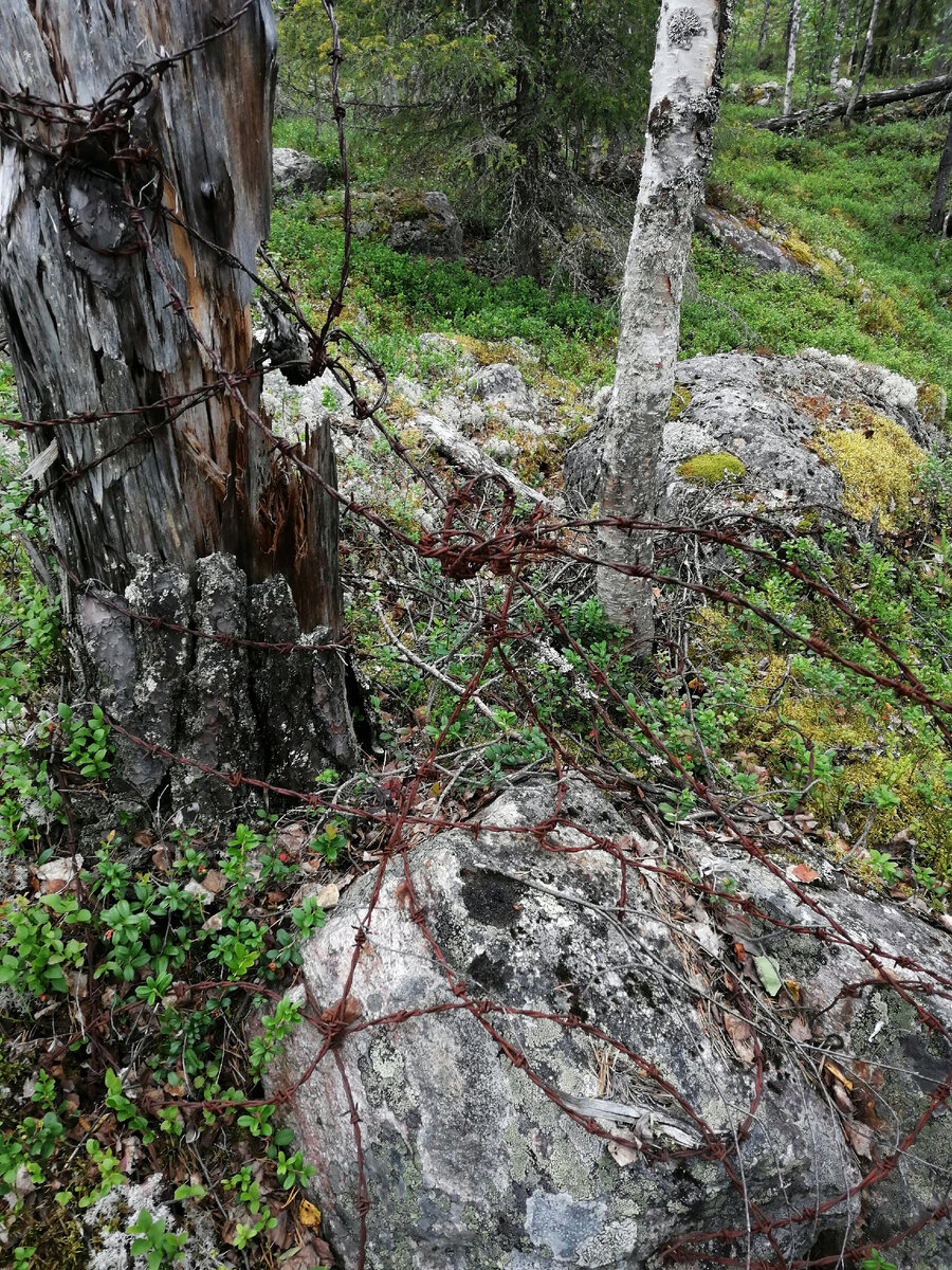 Всё испутанно колючей проволкой