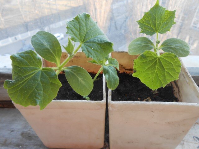 рассада огурцов