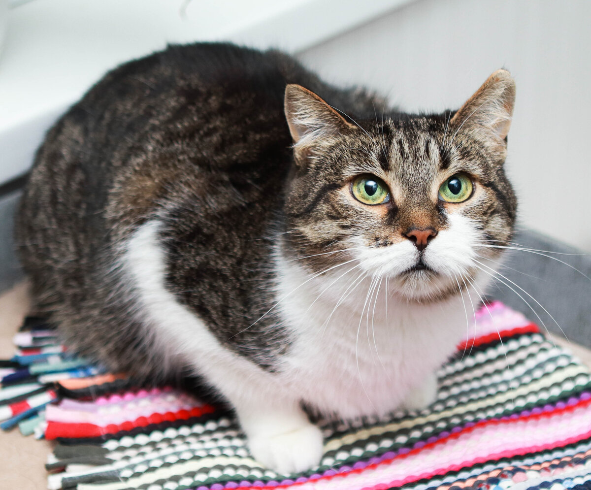 Сколько их, таких, обычных кошек, на улице??