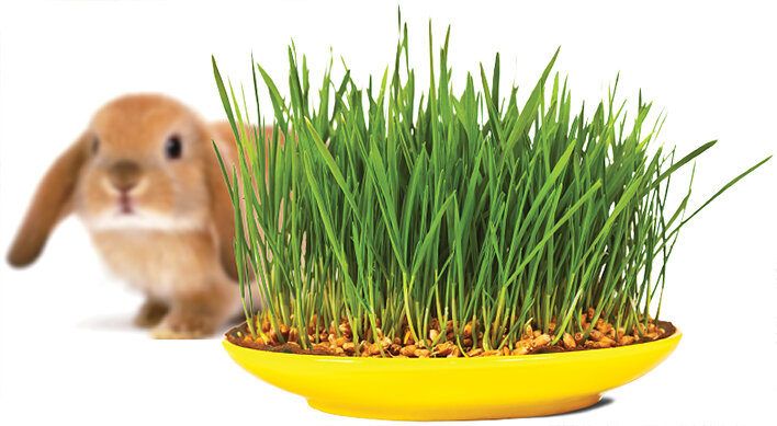 Период линьки особенно выражен у кроликов, это норма