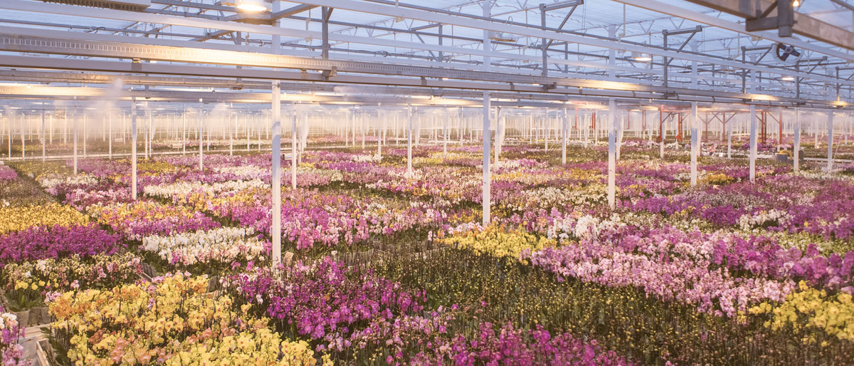 Теплица JMP для выращиванию орхидей