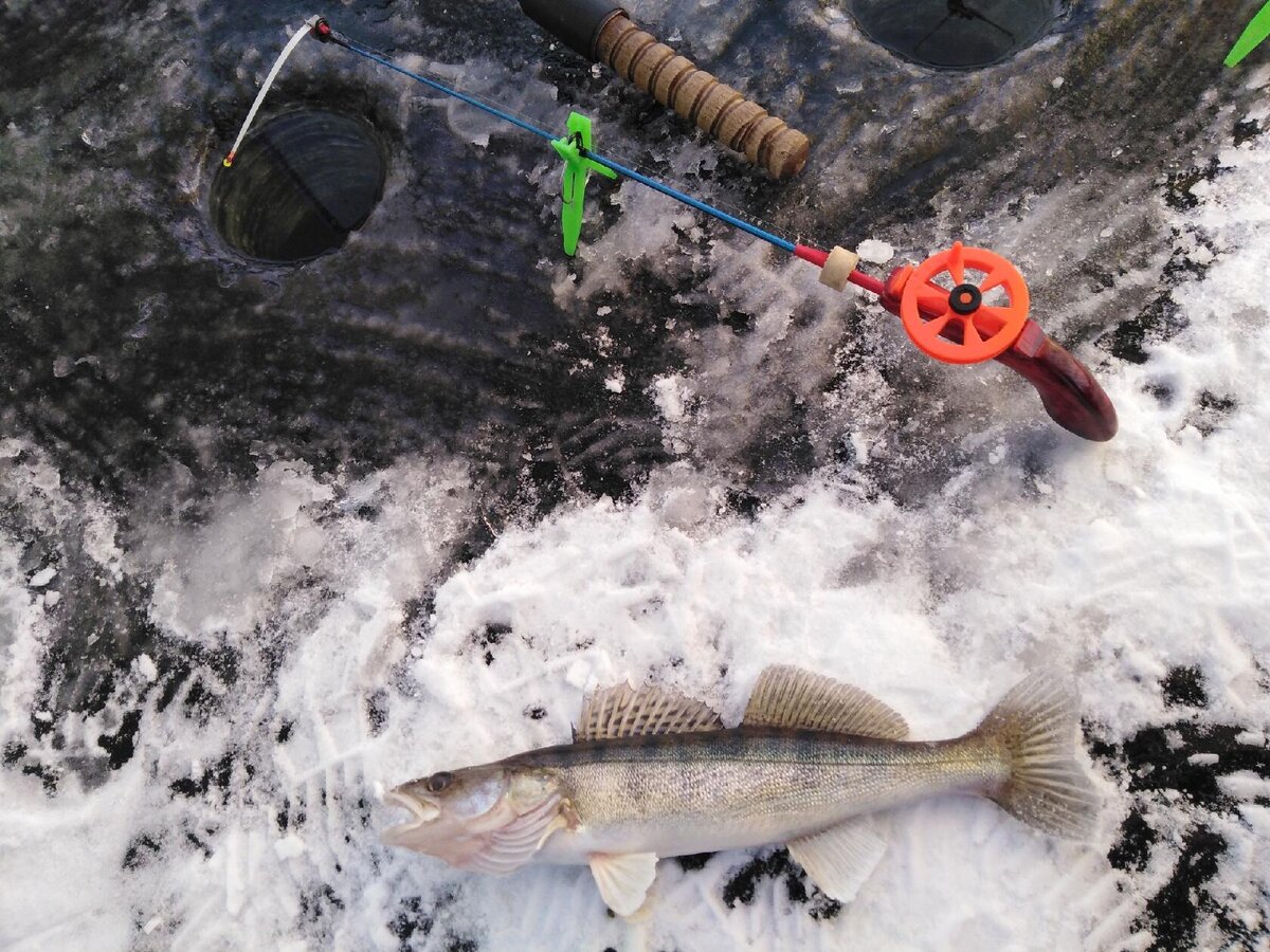 Почему бывалые рыболовы прячут улов на зимней рыбалке. Назову сразу три весомые причины