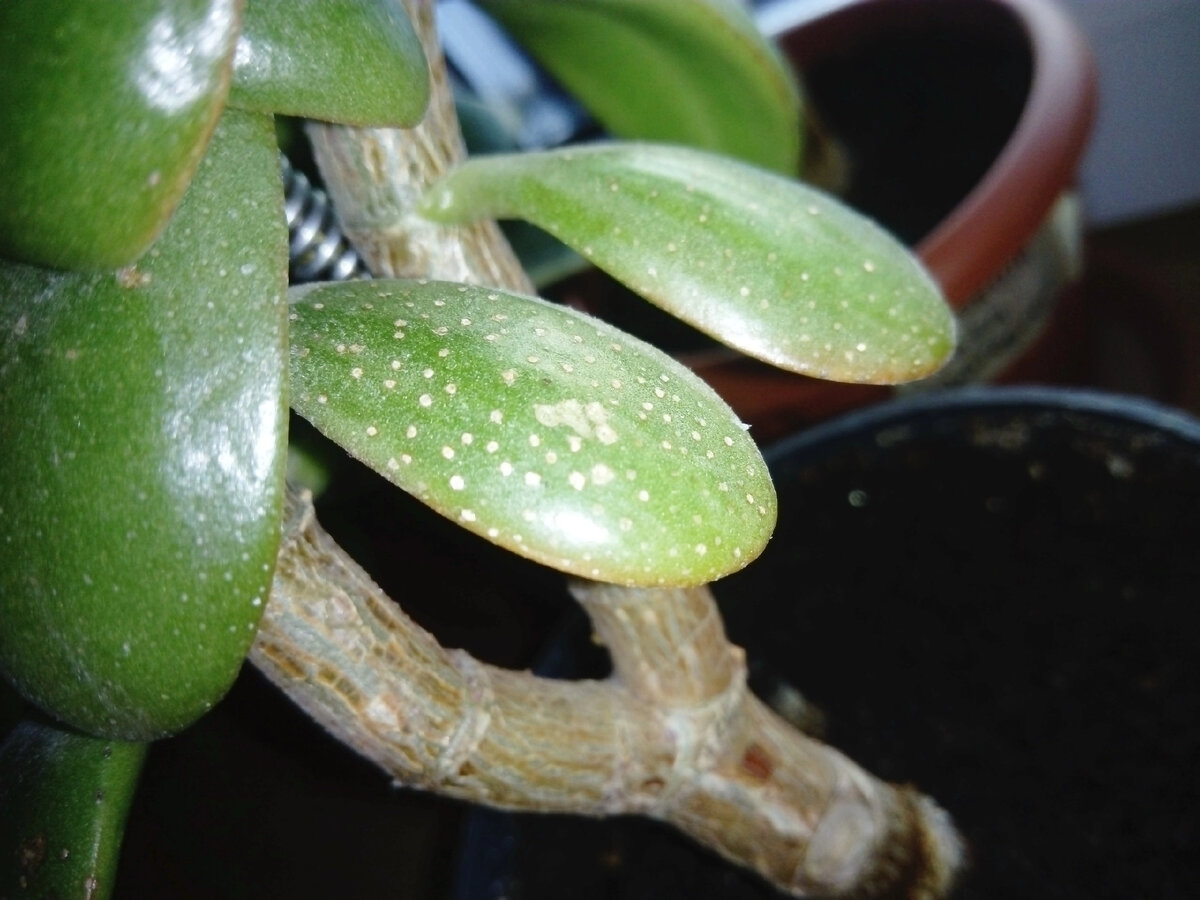 Соляные пробочки в дыхательных устьицах на листьях крассулы от полива жёсткой некипячёной водой. Фото автора. 