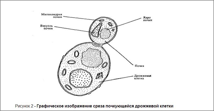Рассмотрите рисунок с изображением дрожжей какое. Схема строения дрожжевой клетки. Строение дрожжевой клетки рисунок с подписями. Строение клетки дрожжей рисунок. Строение дрожжевой клетки рисунок.