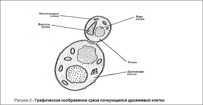 Клетки дрожжей под микроскопом