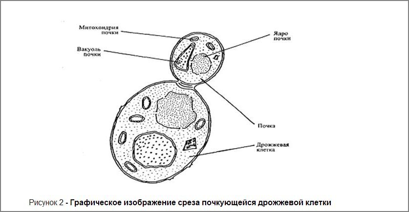 Рассмотрите рисунок с изображением дрожжей