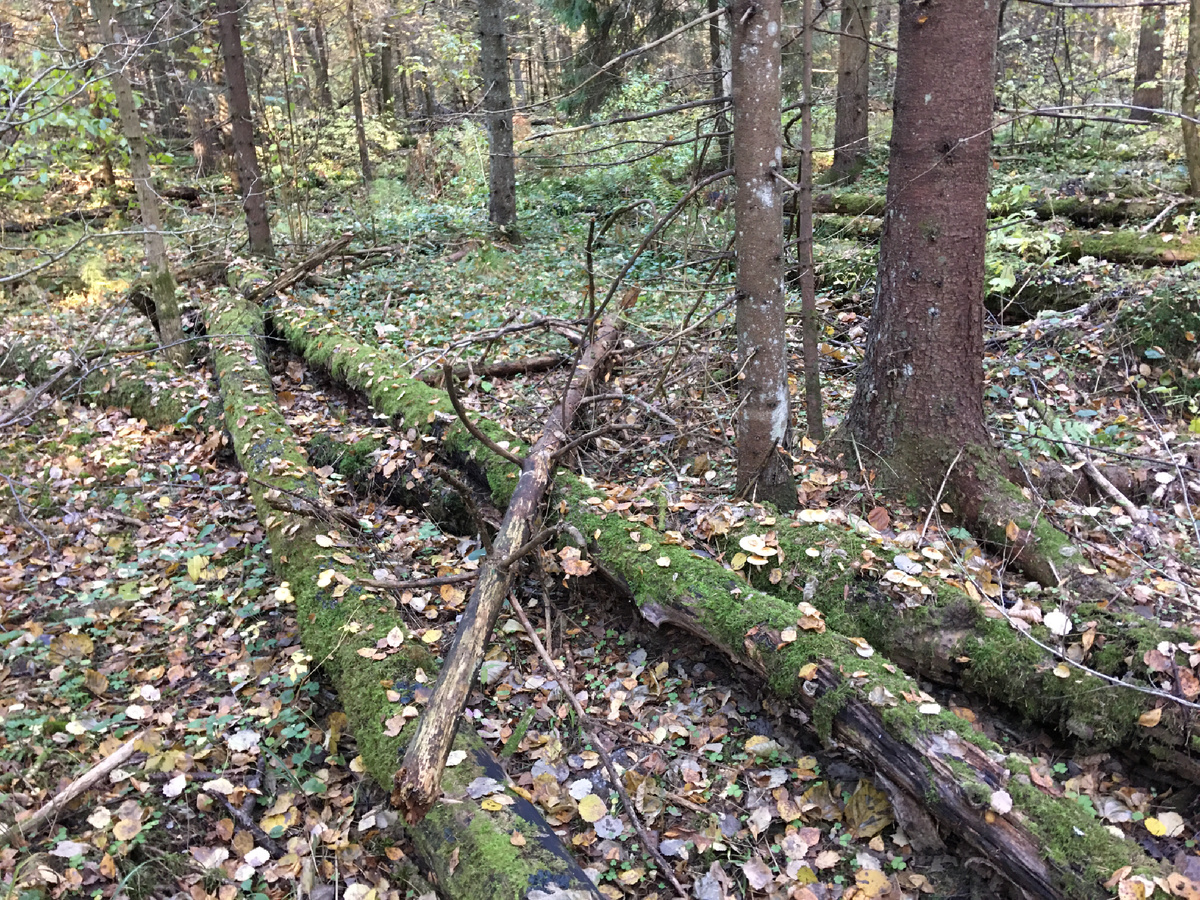 Отличные биотопы для фламмулины….Валежник осины среди средневозрастных ёлок 