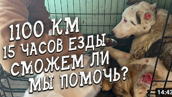 Спасение животных / Как успокоить собаку, которая забивается в угол? / Помогаем зоозащитникам