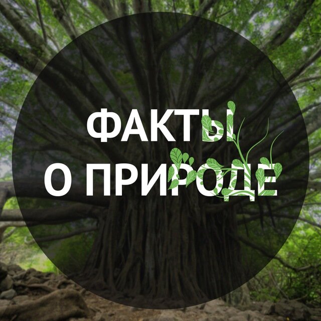 Природные факты. Факты о природе. Интересные факты о природе для детей. Удивительные факты о природе. Невероятные факты природы.