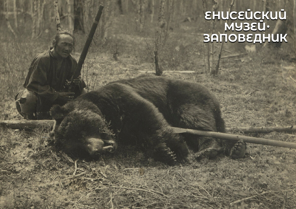 Добытый медведь. Река Чуня, правый приток Подкаменной Тунгуски, май 1908 г.